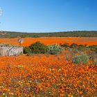 Wildblumen im Namaqualand