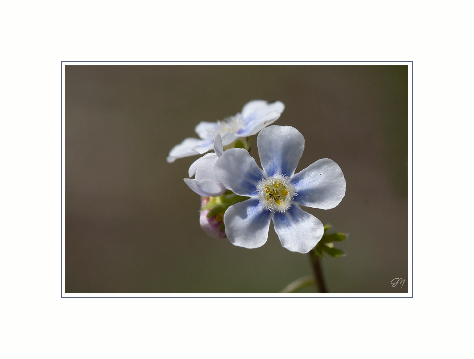 Wildblumen im Nationalpark ( 1 )