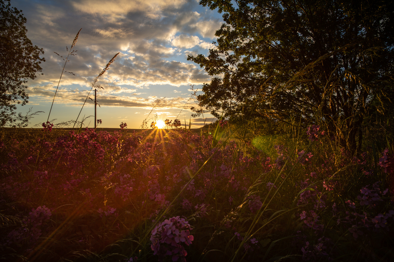 Wildblumen im Sonnenuntergang