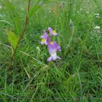 Wildblumen im Stadtpark 