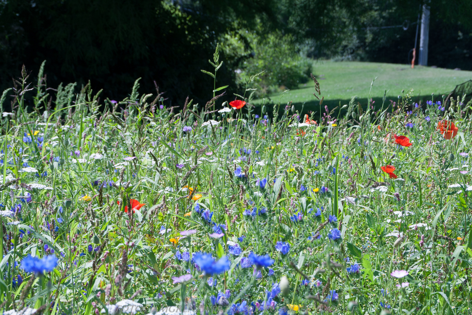 Wildblumen in Bad Bentheim an der Hengelor Straße.