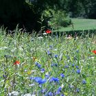 Wildblumen in Bad Bentheim an der Hengelor Straße.