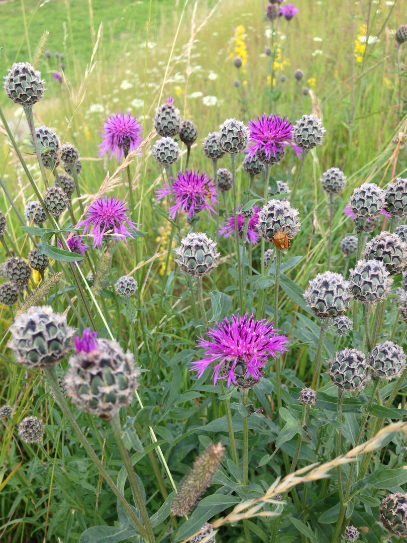 Wildblumen in Uppsala