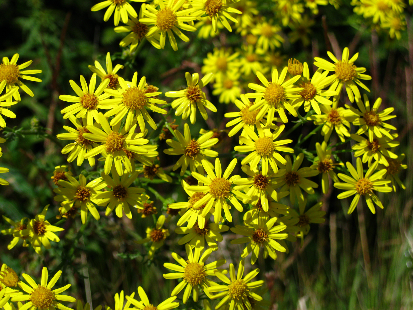 Wildblumen (  Jakobskreuzkraut )