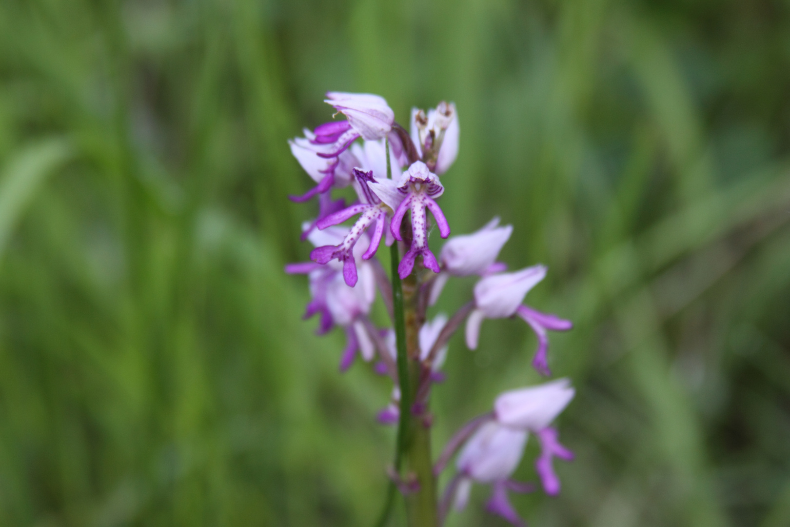 Wildblumen, Orchideen, Altrhein, Helm Orchies, Orchis militaris, Knabenkrautgewächse