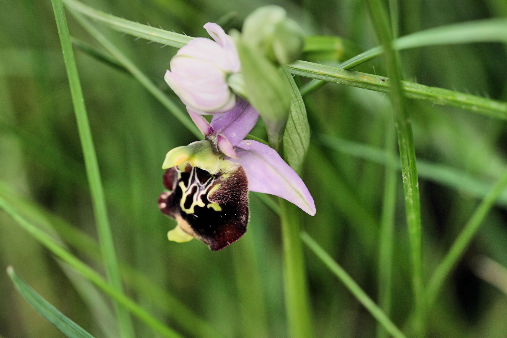 Wildblumen, Orchideen, Altrhein, Hummel-Ragwurz, Ophrys apifera (Knabenkrautgewächse)