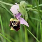 Wildblumen, Orchideen, Altrhein, Hummel-Ragwurz, Ophrys apifera (Knabenkrautgewächse)