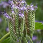 Wildblumen (Rainfarn Phalazie)