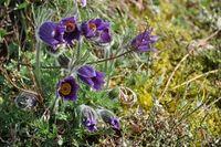 wildblumen-rheinhessen