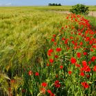 wildblumen-Streifen