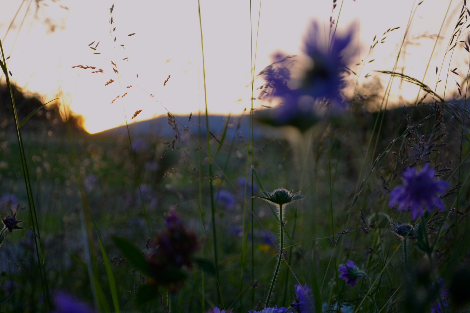 Wildblumen, vom Winde verweht, jedoch freier als jede andere Hausblume.