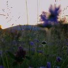 Wildblumen, vom Winde verweht, jedoch freier als jede andere Hausblume.