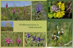Wildblumen - WIESE