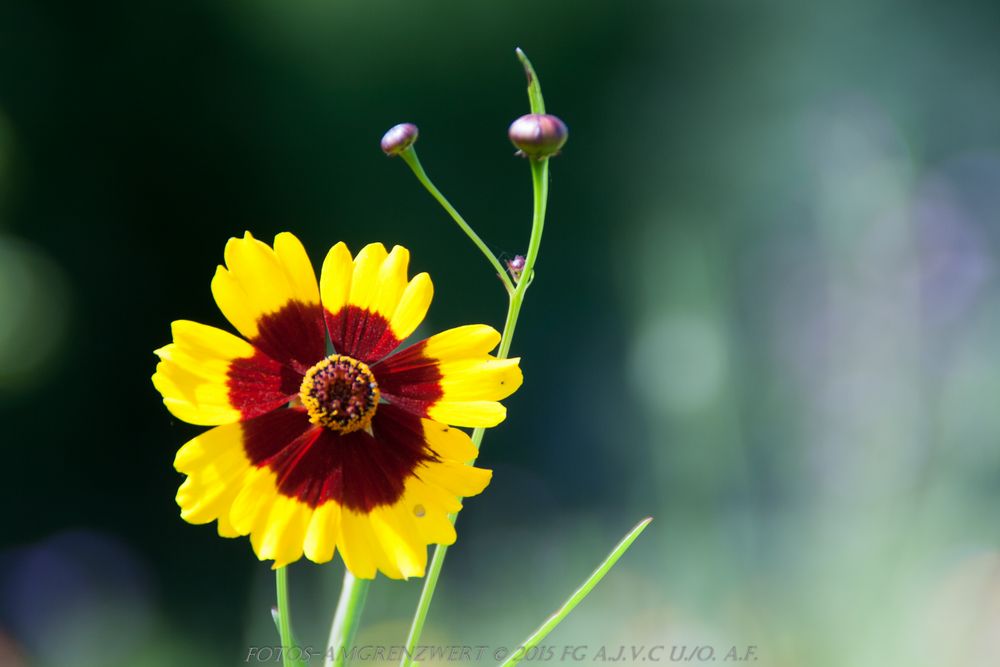 Wildblumen Wiesen in Bad Bentheim