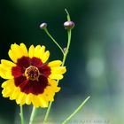 Wildblumen Wiesen in Bad Bentheim