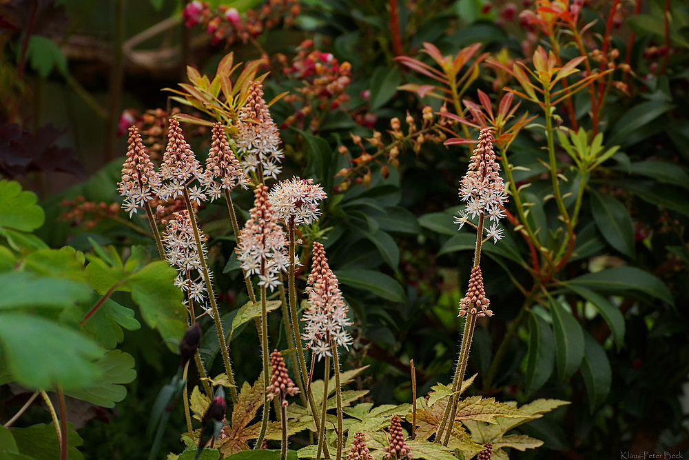 Wildblumen zum Mittwoch