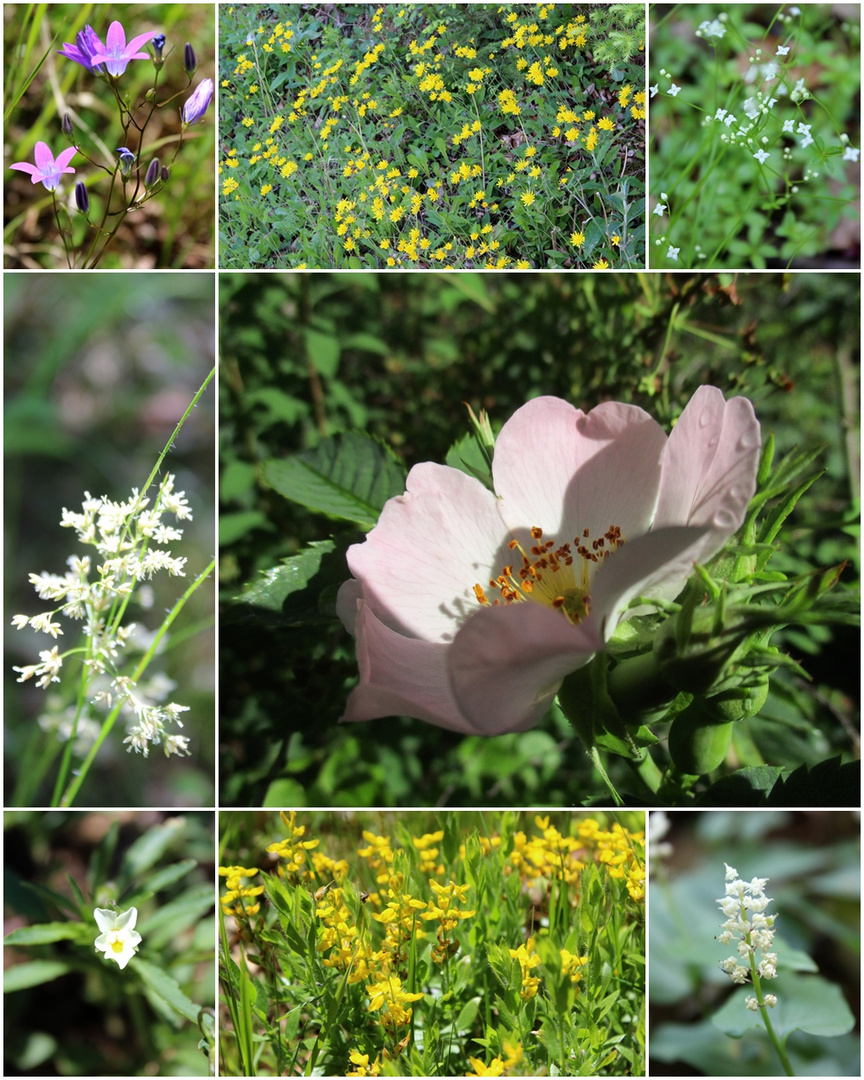  Wildblumen zum Wochenende