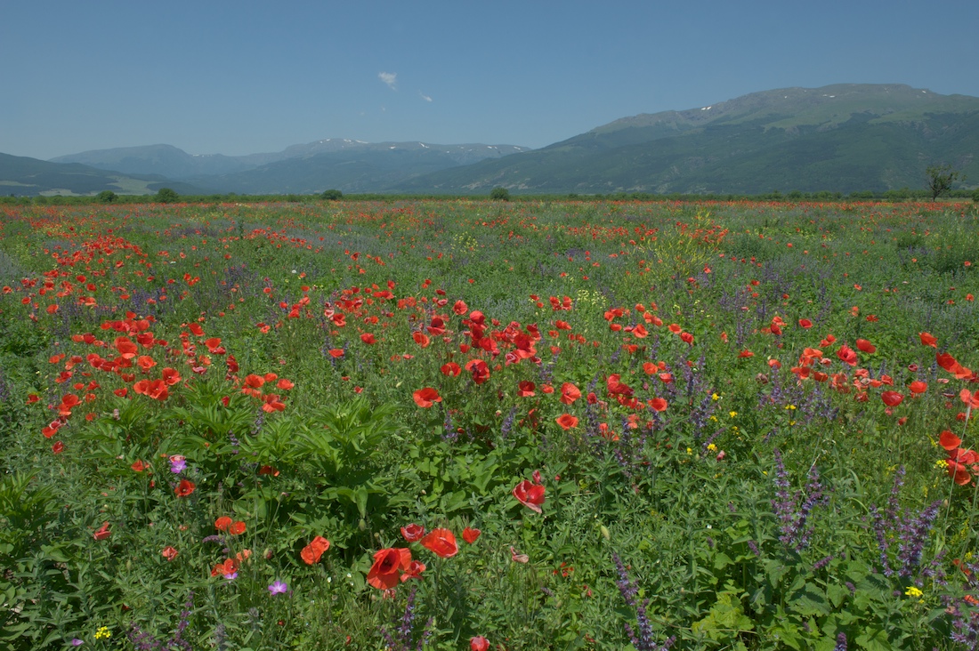 Wildblumenfeld in Bulgarien