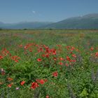 Wildblumenfeld in Bulgarien