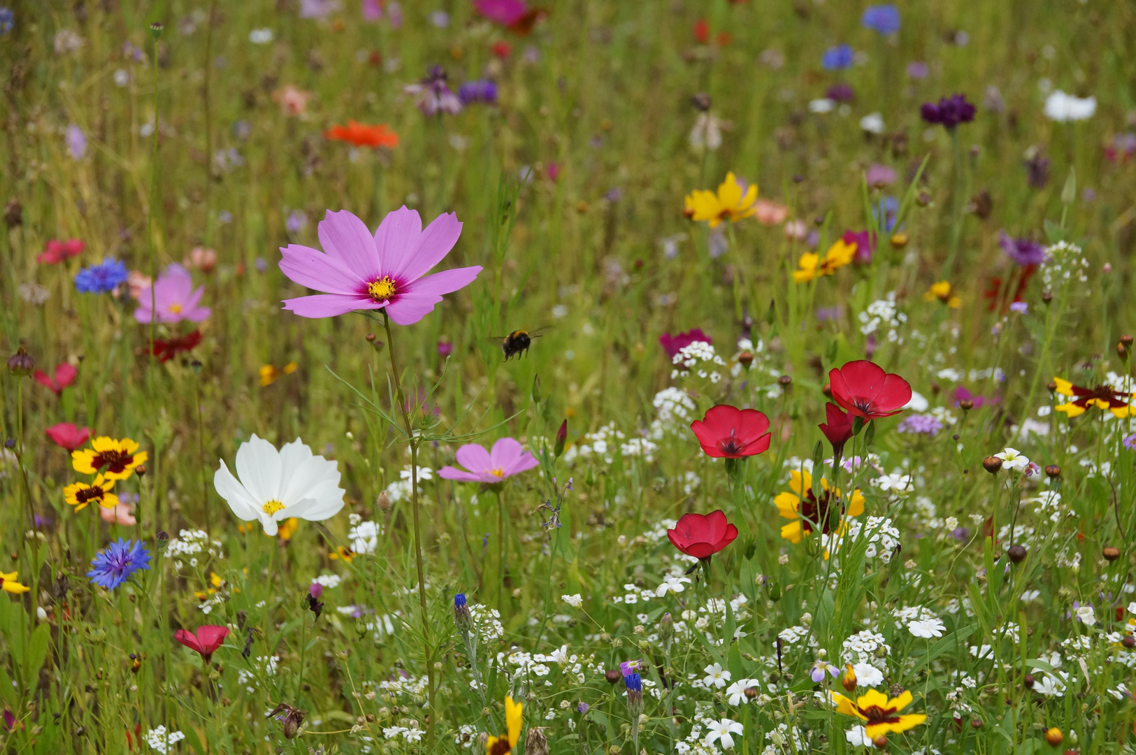 Wildblumenfeld mit Hummelanflug 01