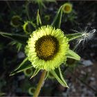 Wildblumenkleinod - "Sonnenkranz"