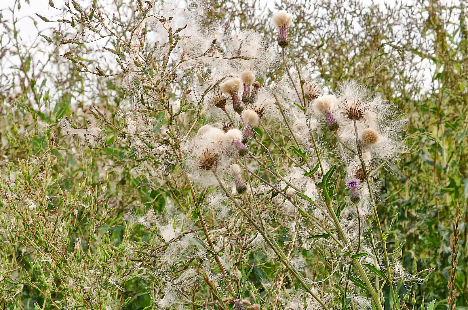 Wildblumensamen