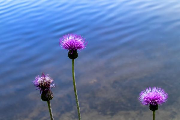 Wildblumenschönheit