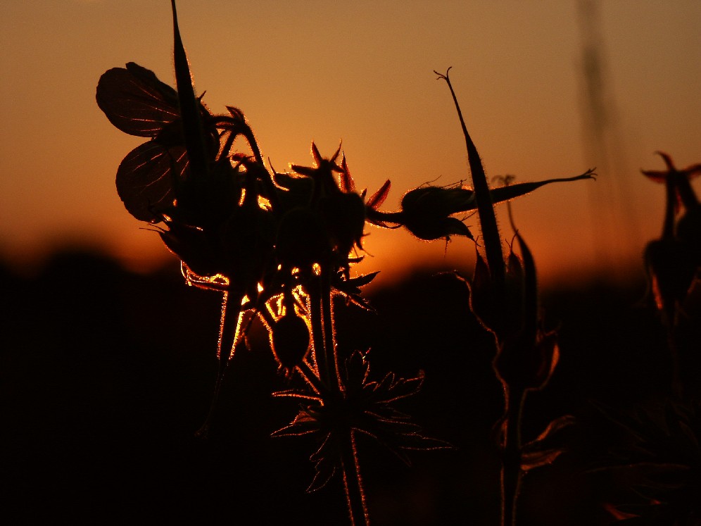 Wildblumensilhouette