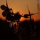 Wildblumensilhouette