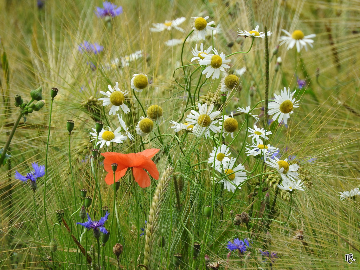 Wildblumenstrauß