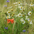 Wildblumenstrauß