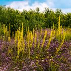 Wildblumenwiese