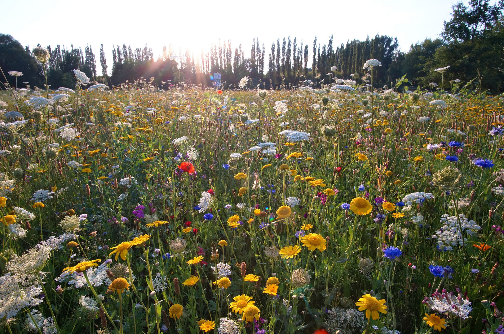 Wildblumenwiese 1