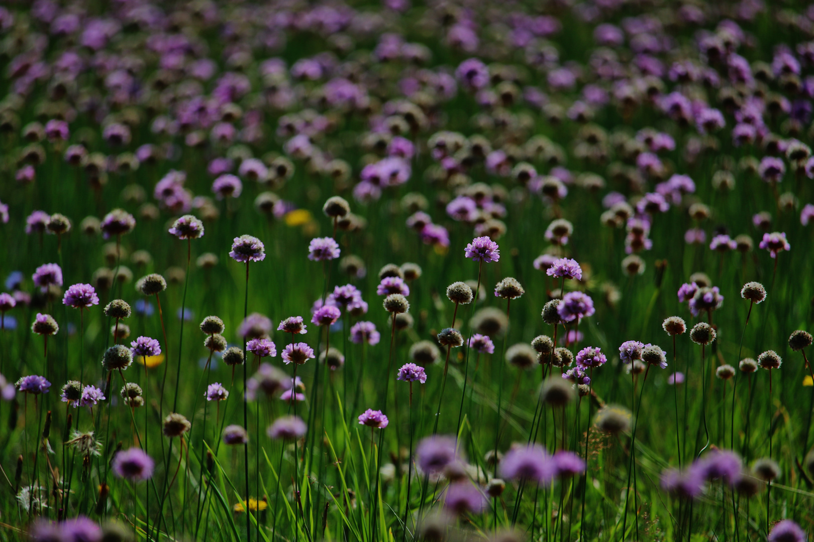 Wildblumenwiese/ 1