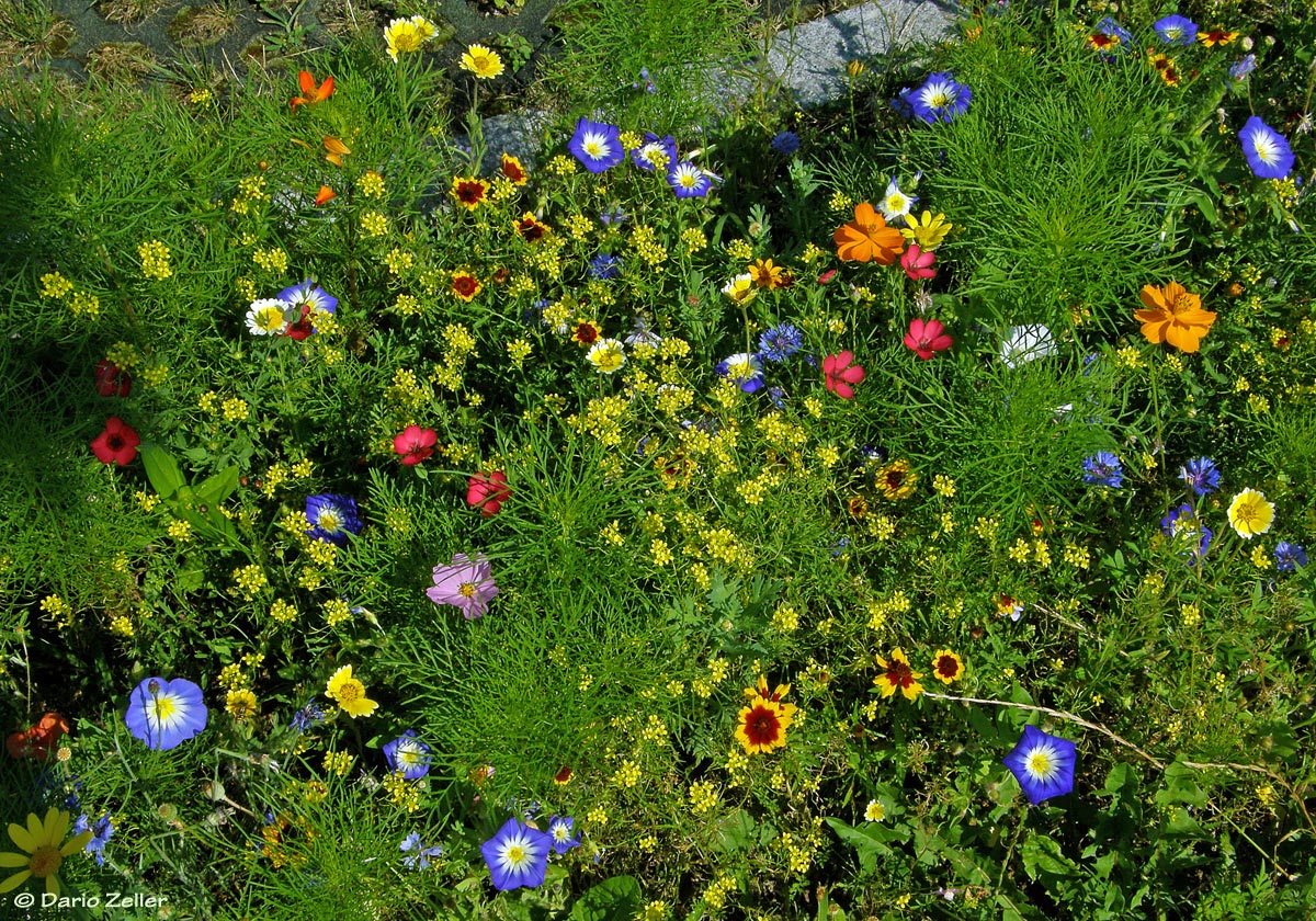 Wildblumenwiese