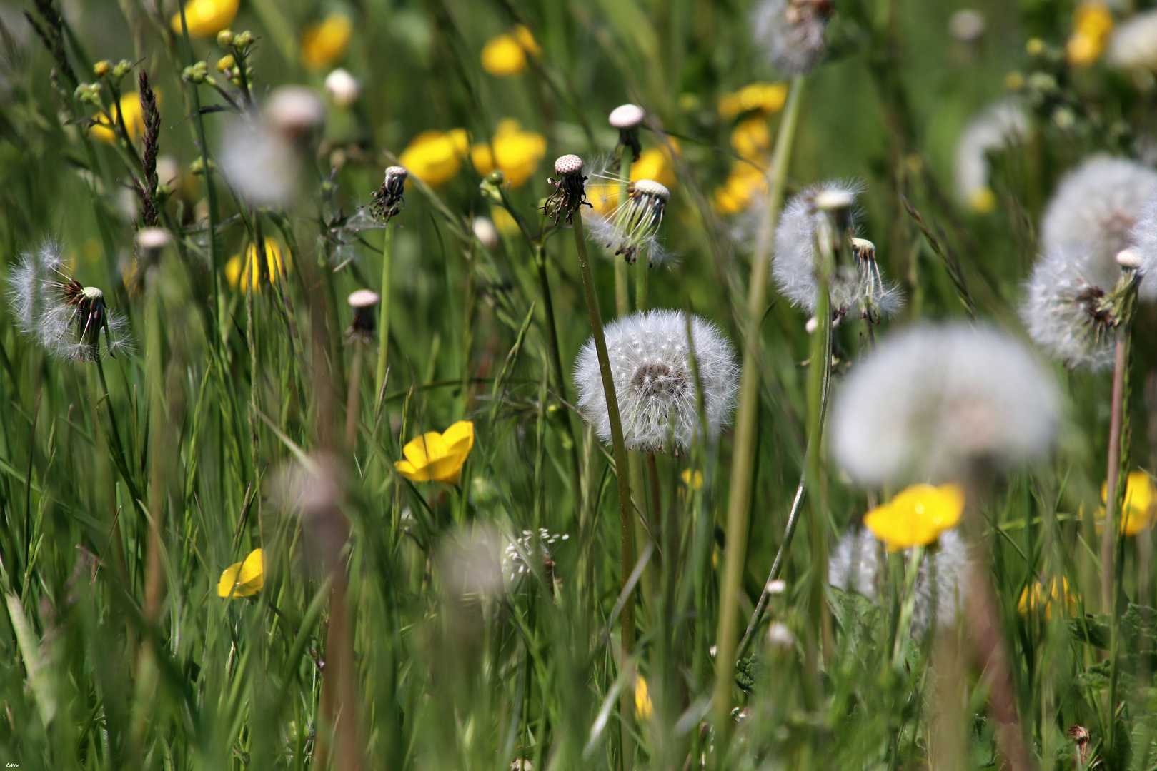 Wildblumenwiese