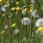 Wildblumenwiese