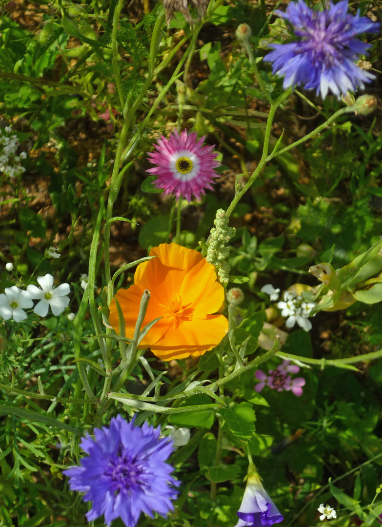 Wildblumenwiese