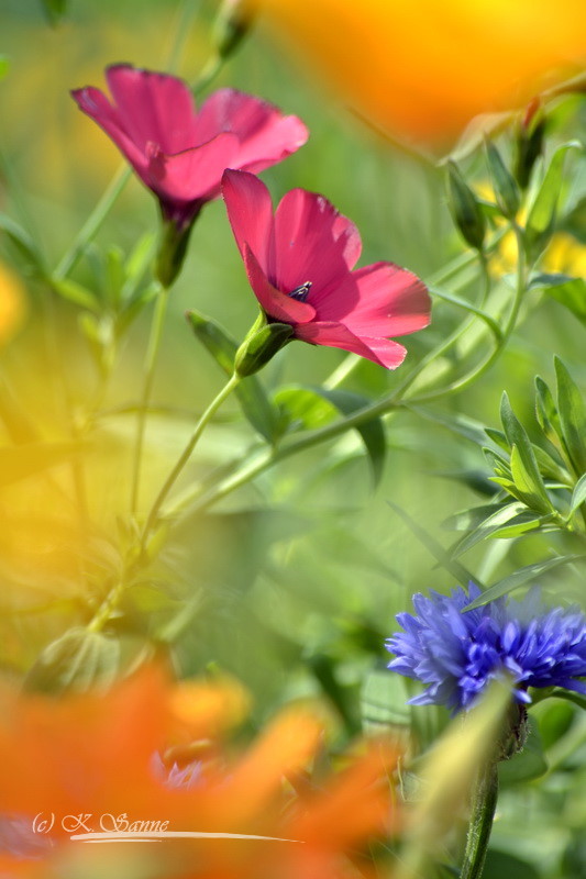 Wildblumenwiese