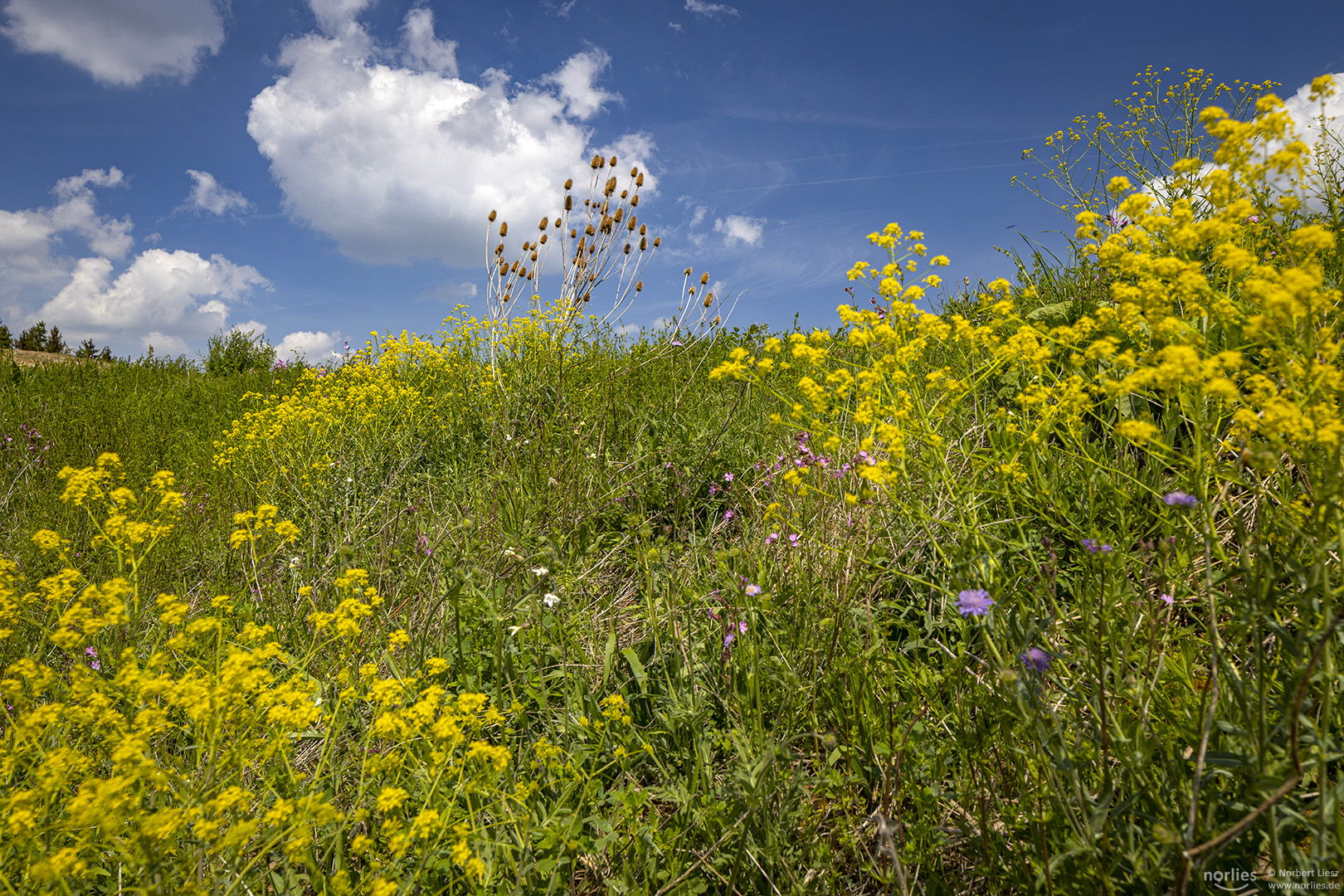 Wildblumenwiese