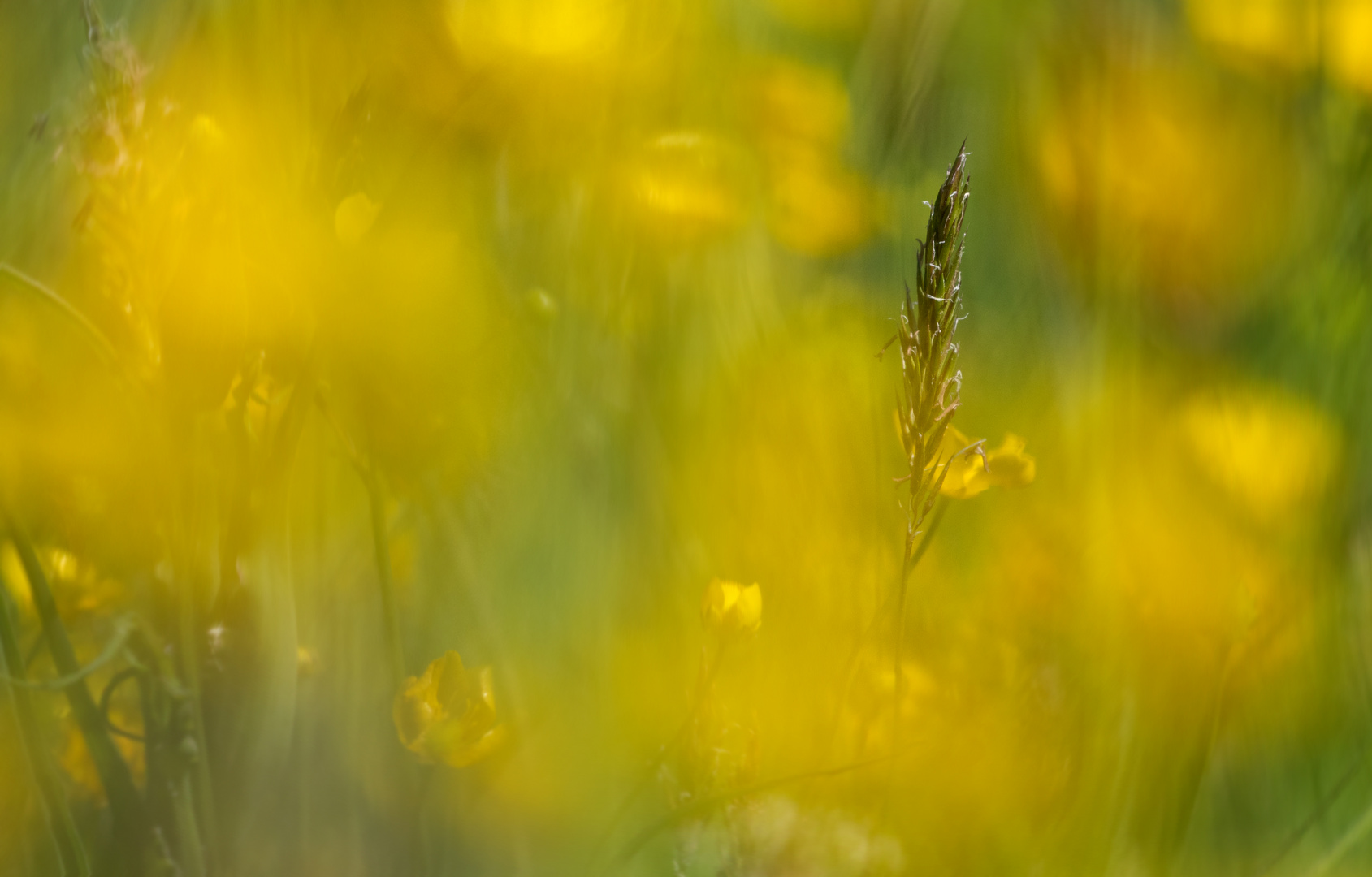 Wildblumenwiese