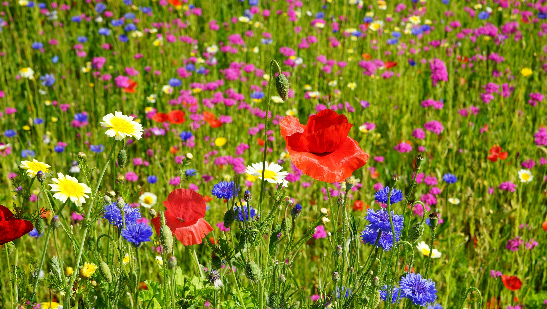 Wildblumenwiese