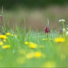 Wildblumenwiese