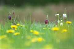 Wildblumenwiese