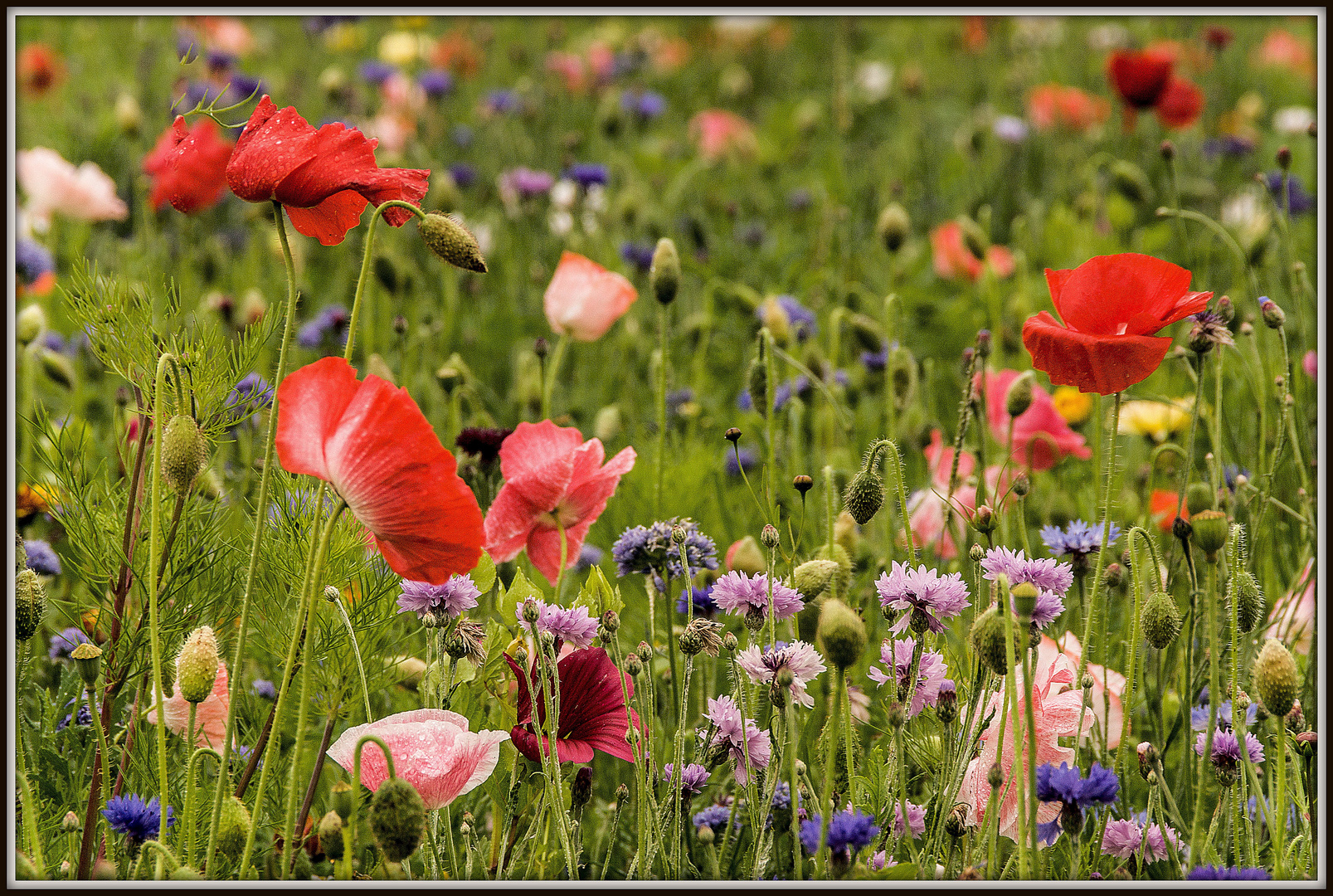 Wildblumenwiese