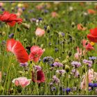 Wildblumenwiese