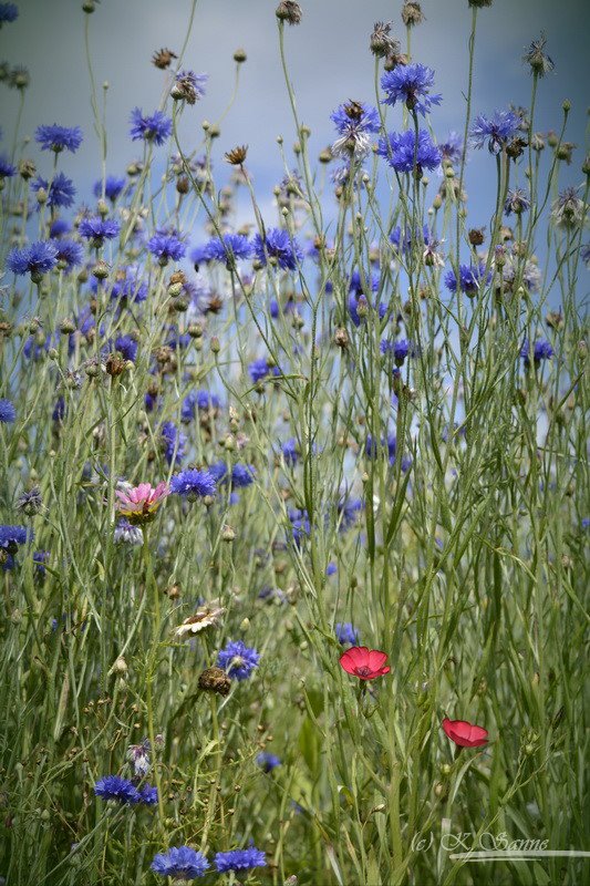 Wildblumenwiese