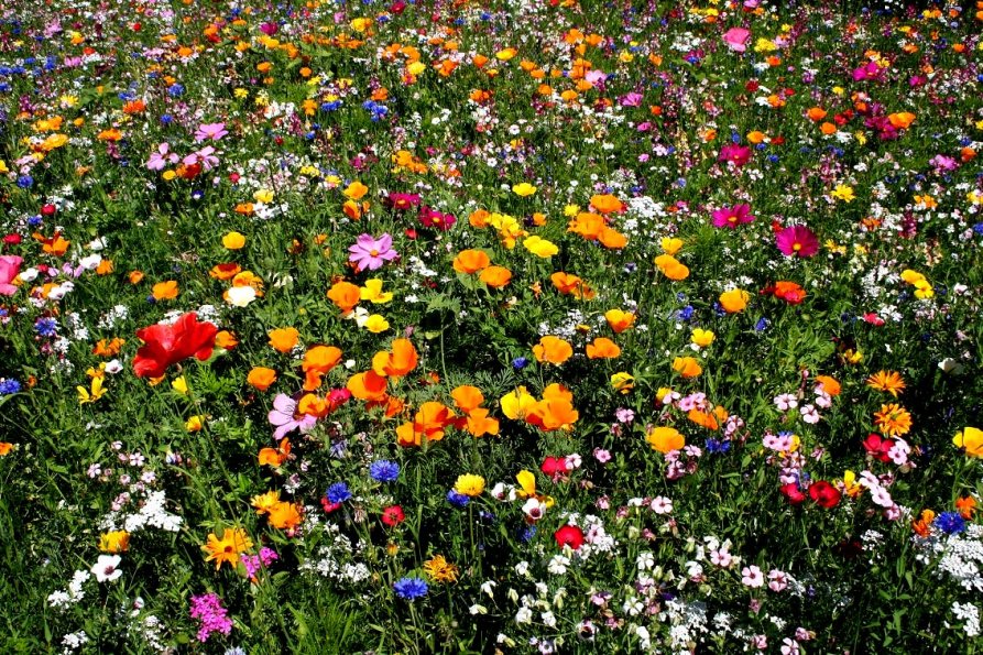 Wildblumenwiese Foto & Bild landschaft, Äcker, felder & wiesen, anne