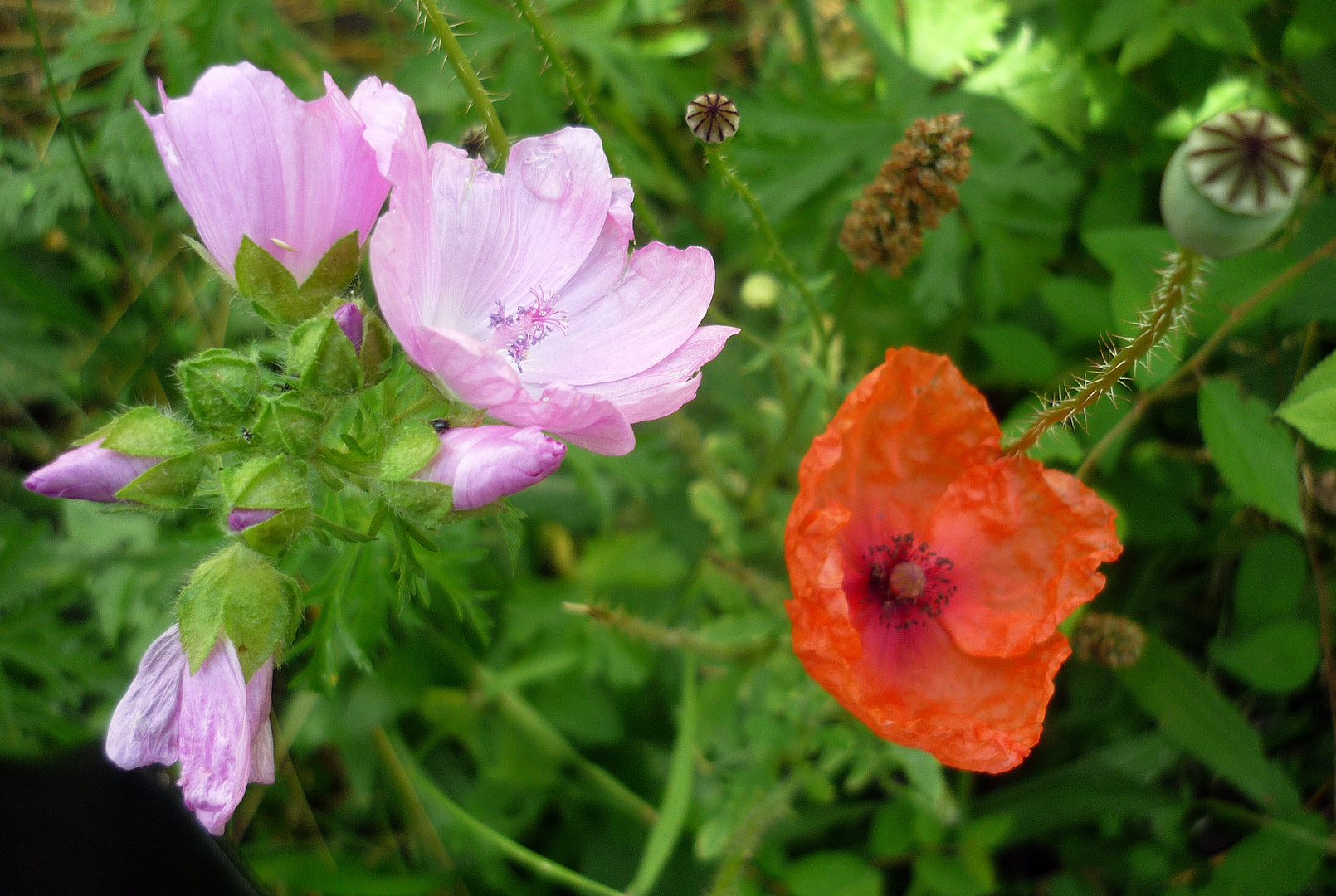 Wildblumenwiese