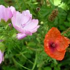 Wildblumenwiese